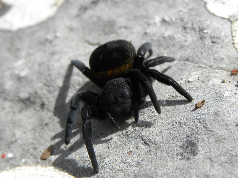 Eresus sp.